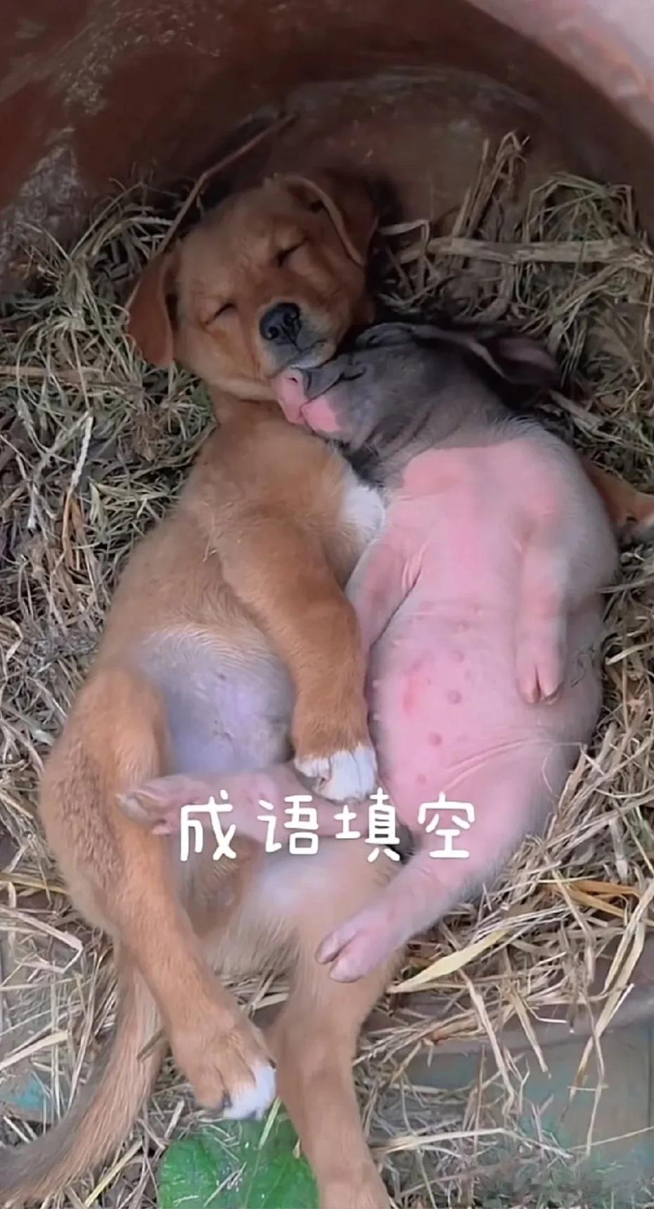 这么温馨的画面请用一个成语来表达你会怎么说？