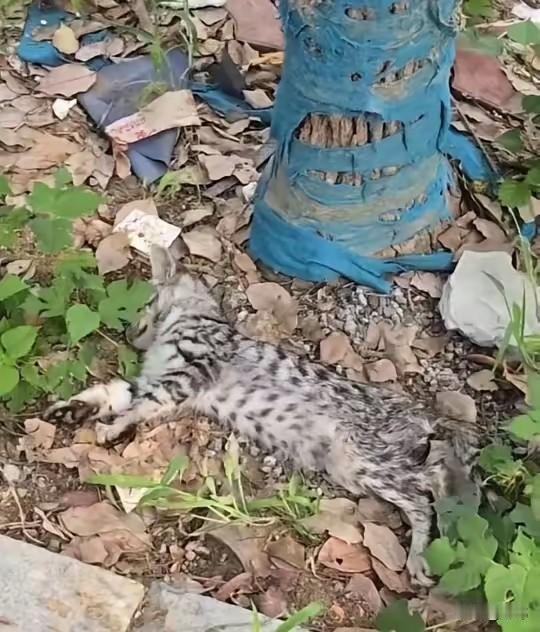 一位小哥哥和朋友去公园打球，结果在路边看到一只流浪猫奄奄一息的倒在地上，貌似被车