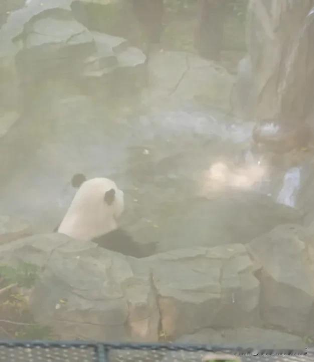 重重的大浴池雾蒙蒙的一片，就像美丽的瑶池仙境一般，它坐在浴池里慢慢享受着这神仙般