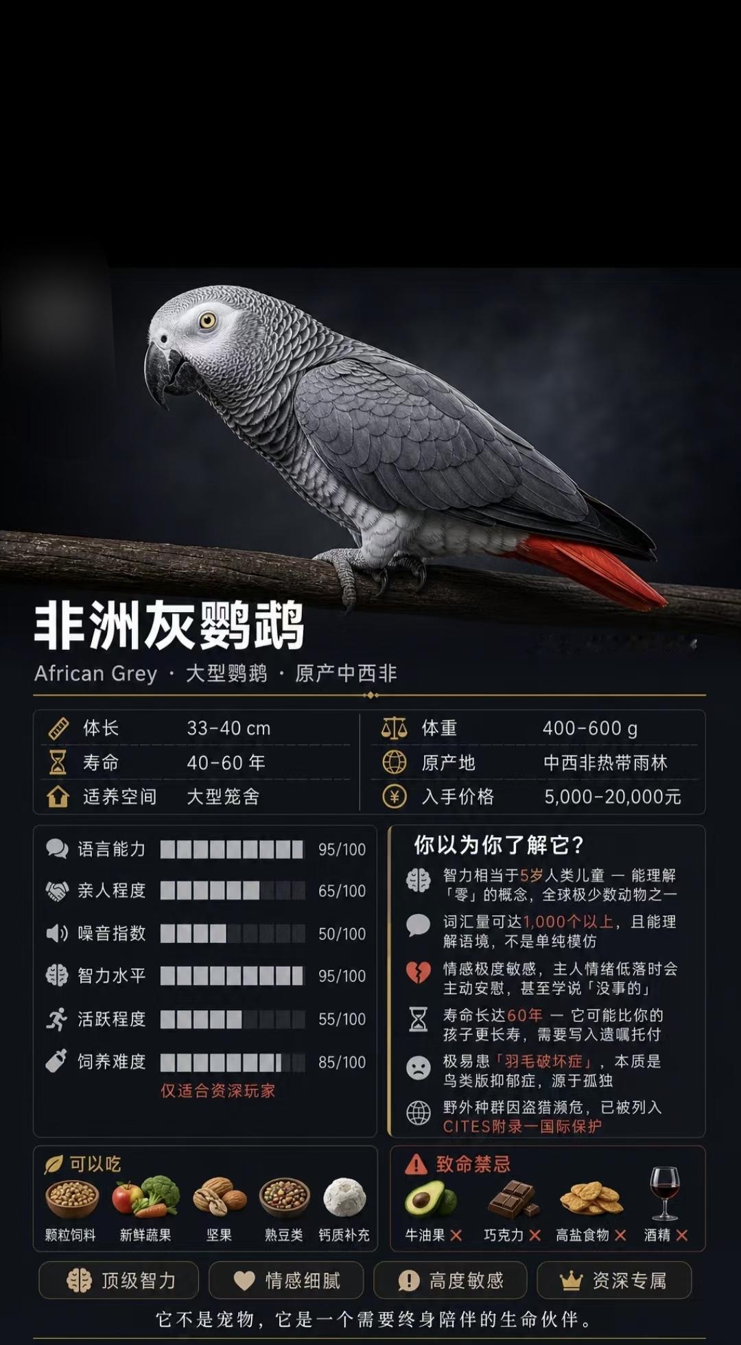 很多短视频平台走红非洲灰鹦鹉，凭借超高智商、超强学语能力圈粉无数，不少网友动心想