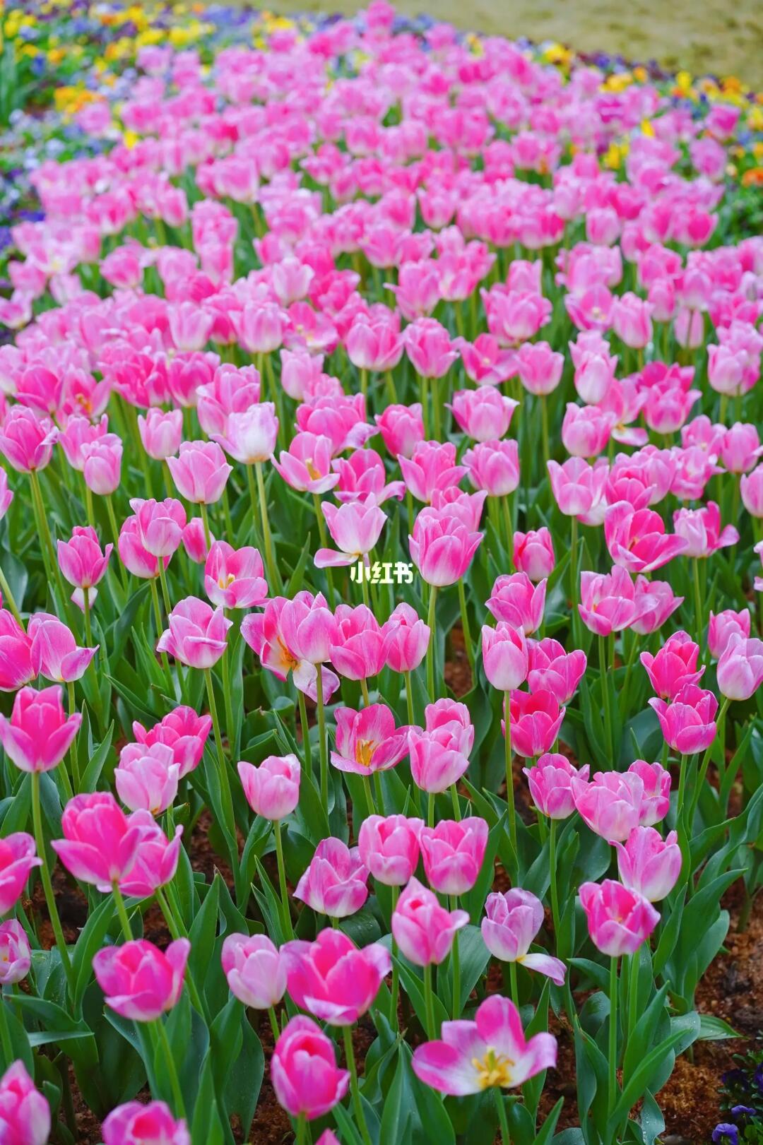 谁懂啊！🌷🌷🌷爱惨了这属于春天的生命力❗️