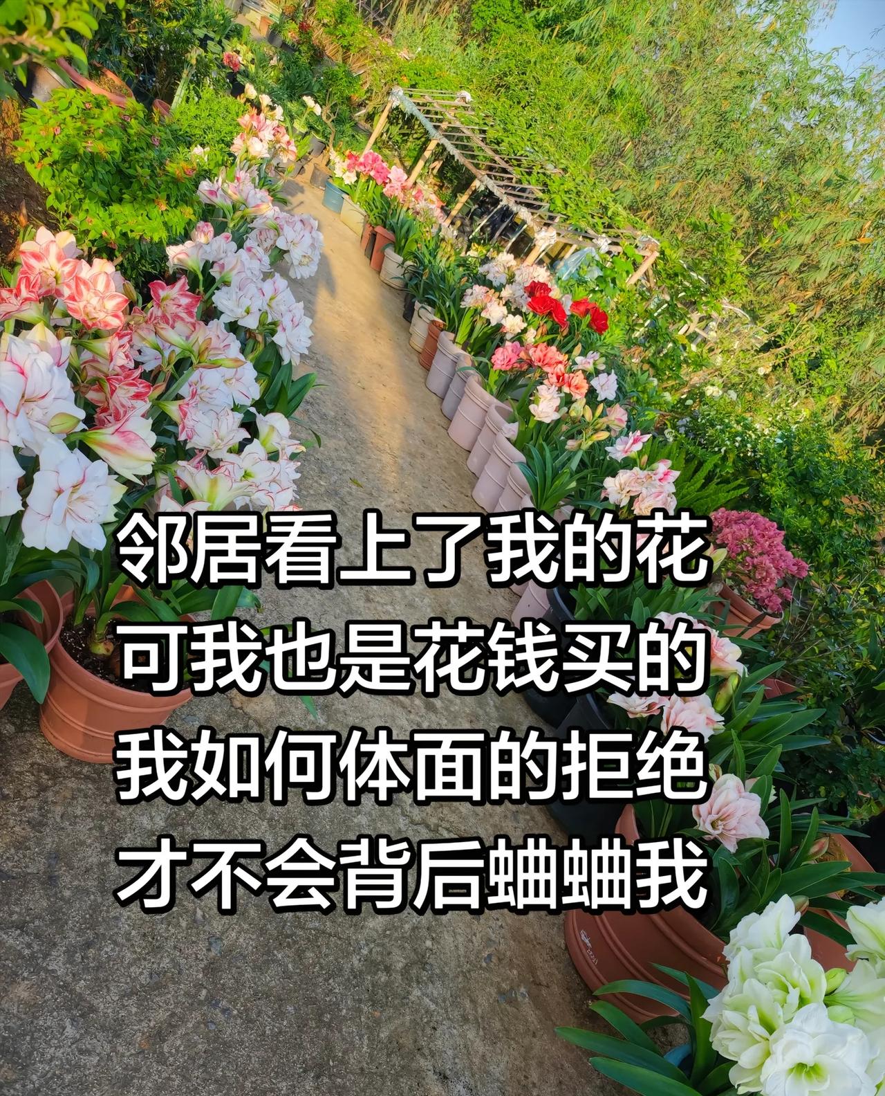 花友们救命啊，邻居看上我的花了，可我也是花钱买的，我不想白送给她[呲牙]可我又怕