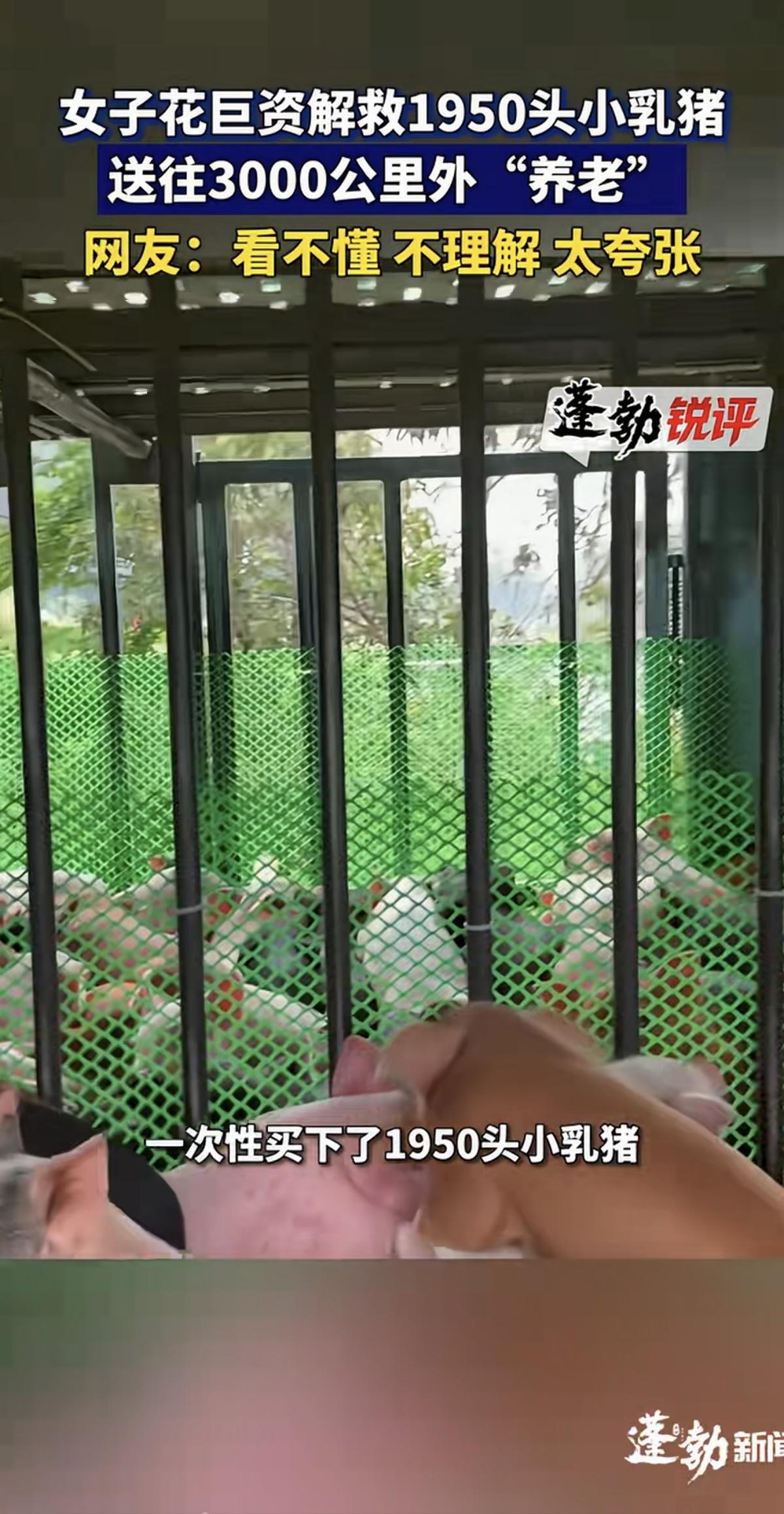 确实看不懂！一女子竟然联合朋友在茂名的某屠宰场花巨资“解救”了1950头小乳猪，