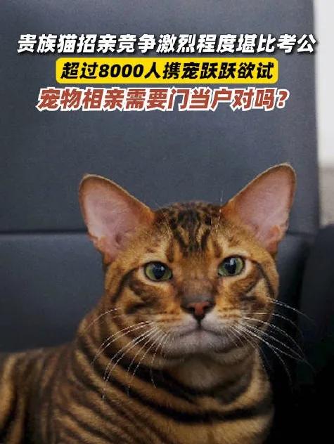 想带猫咪去参加相亲活动，有谁知道哪里有？主子已经开始练习“喵式甜言蜜语”了！天天