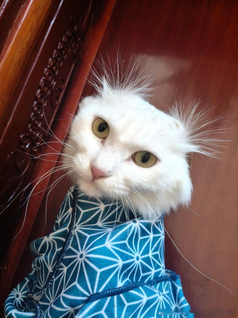 49648【丑猫】因为太过于心灵丑不让我帮忙去耳螨就只好买了裹猫布，然后此猫就这