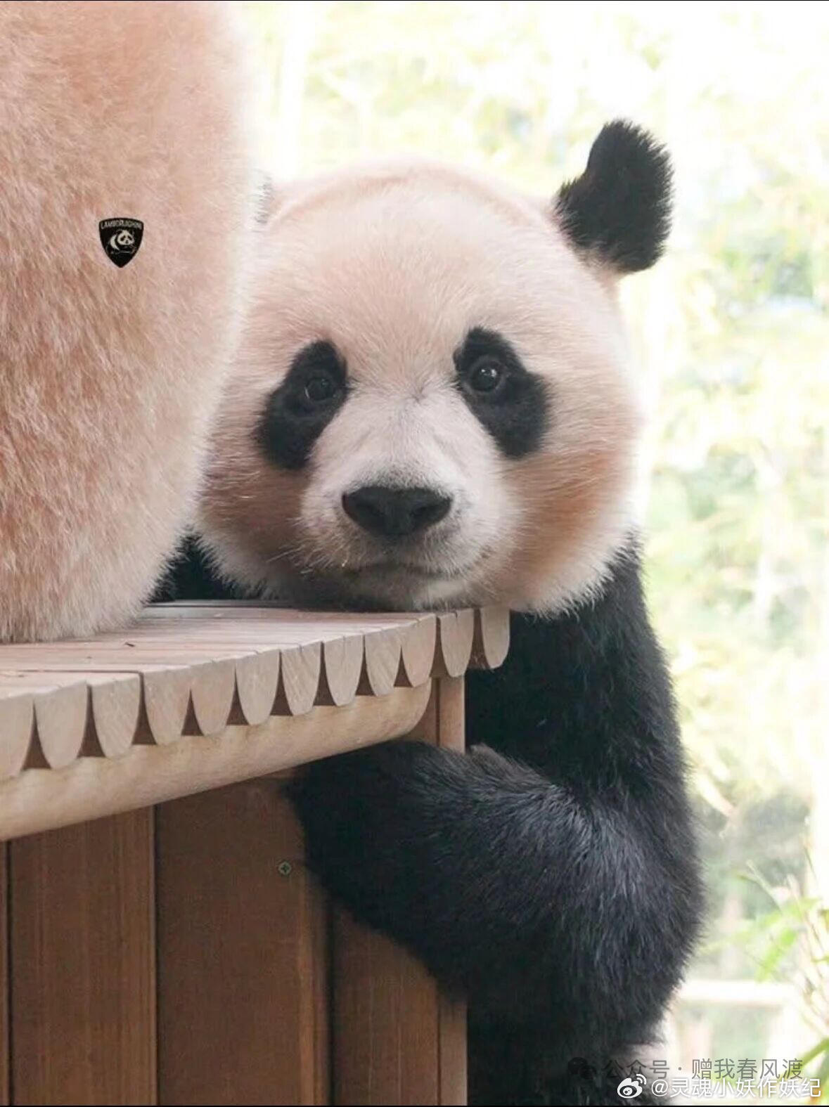 辉宝委屈的小脸儿 