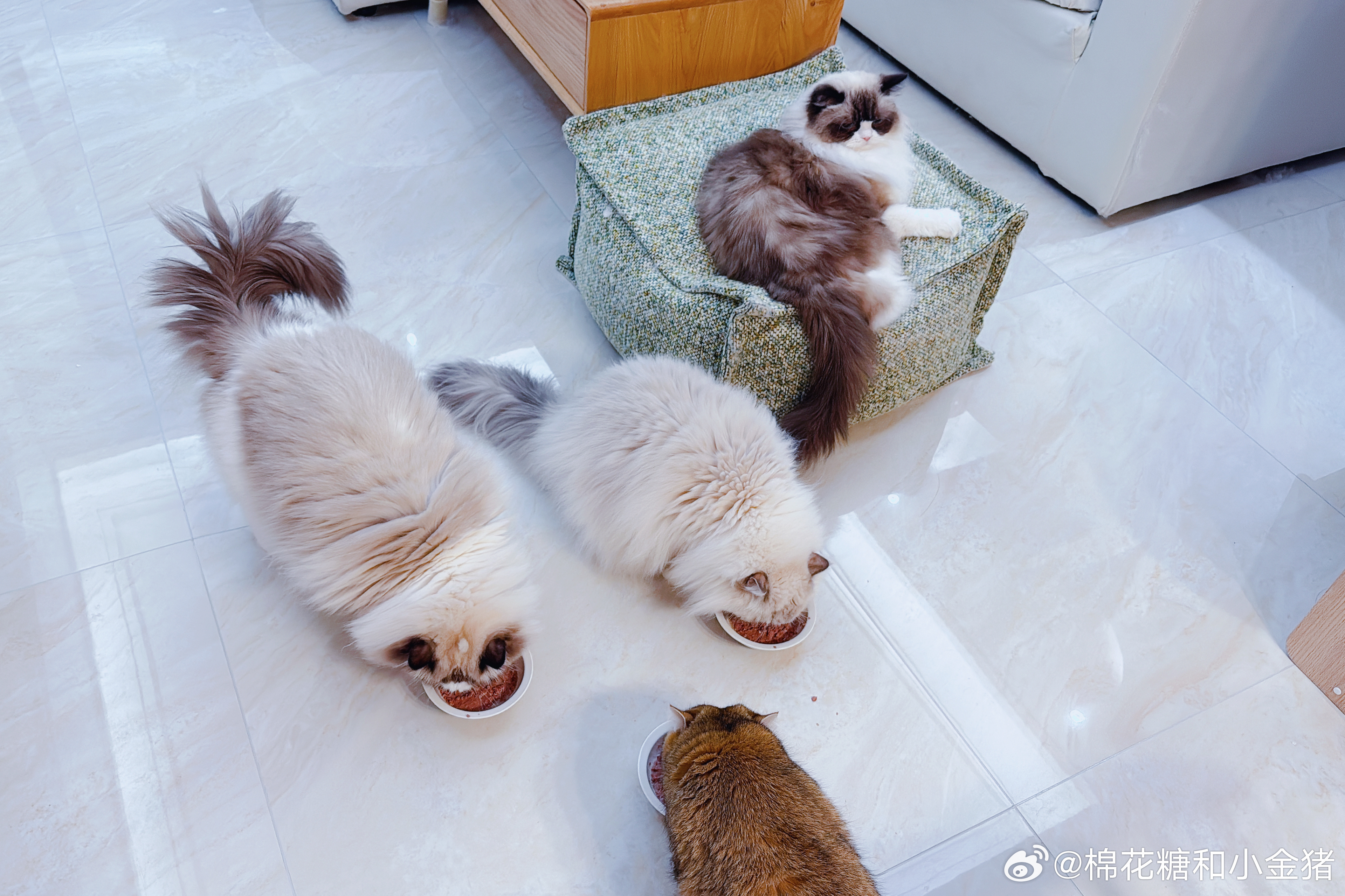 肥饱：到底有啥好吃的啊🙄 ​​​