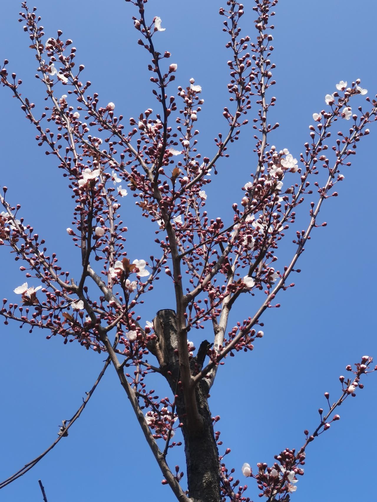 蓝天之下花正红晒图笔记大赛蓝空赏花照 蓝天酷感照 蓝天活力照 

蓝天之下花正红