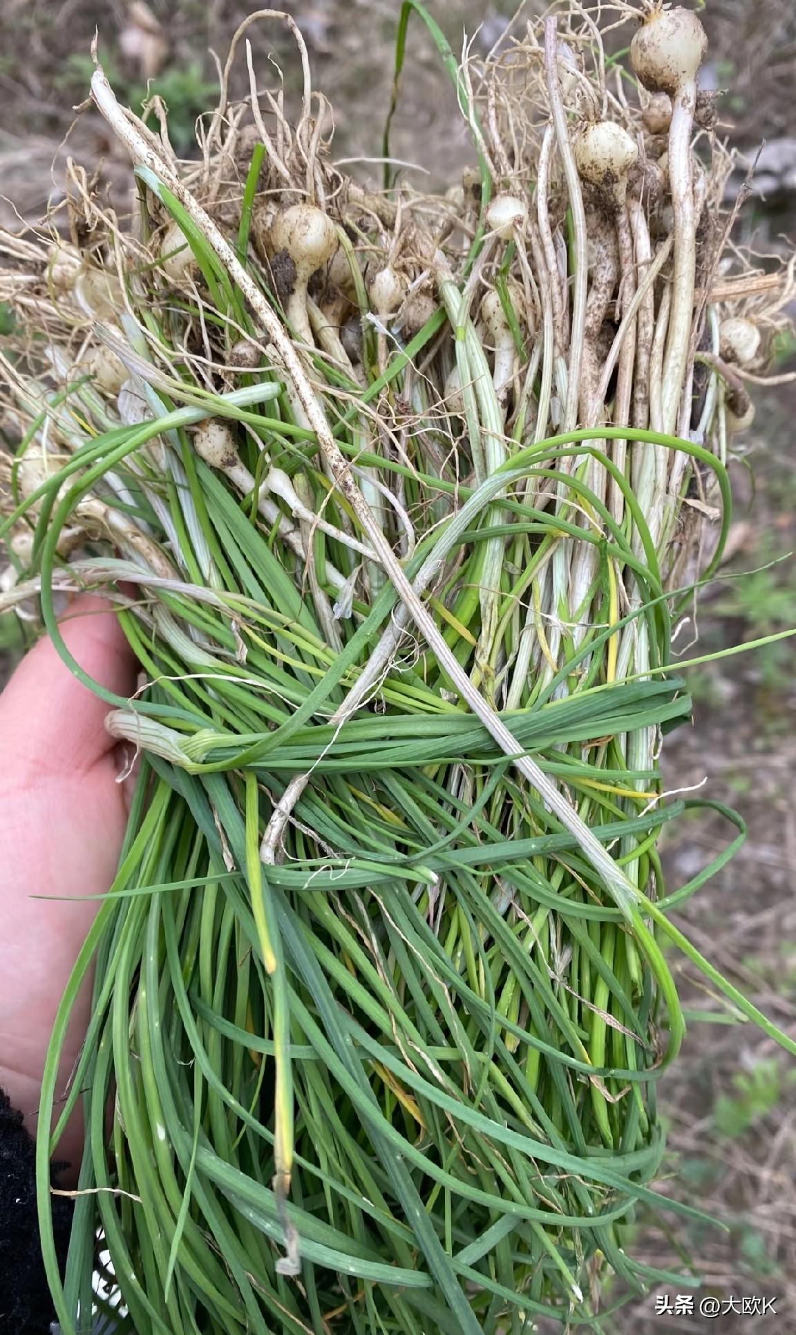 谁懂啊！
吃起来有多上头，洗起来就有多崩溃！
野葱的鲜香，一半在田埂上挖野葱的成