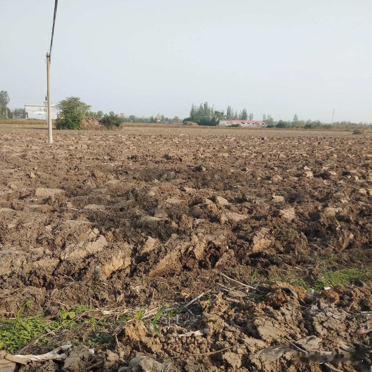 我们这儿好几千亩农田还没旋耕，地里没种一棵小麦，农田里没见旋耕车，有些家着急了自