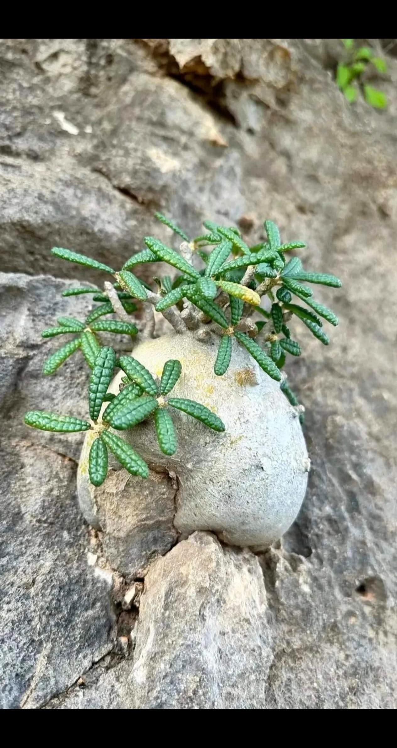 石头缝中生长的植物 石缝植物
