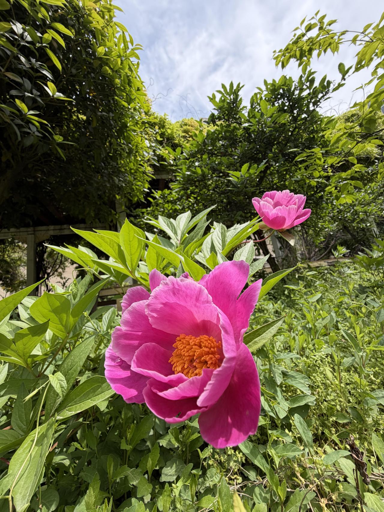 春有约，花不误。