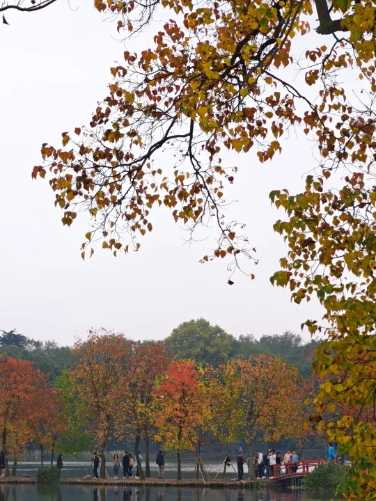 🍂11.9实况！南京植物园乌桕要秃啦！