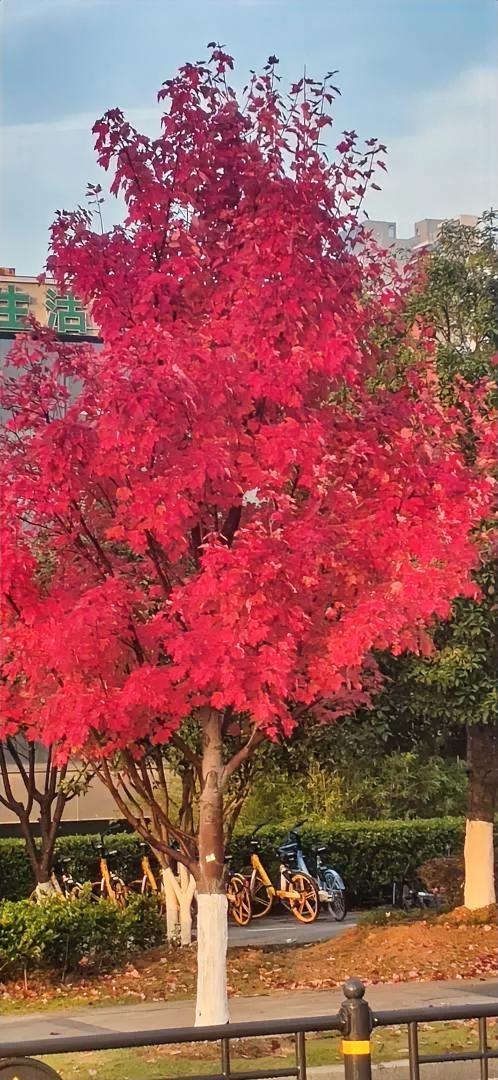 一隅枫色
 
石阶旁的红枫，是秋日里最不肯收敛的笔。
 
它把所有的热烈都泼在枝