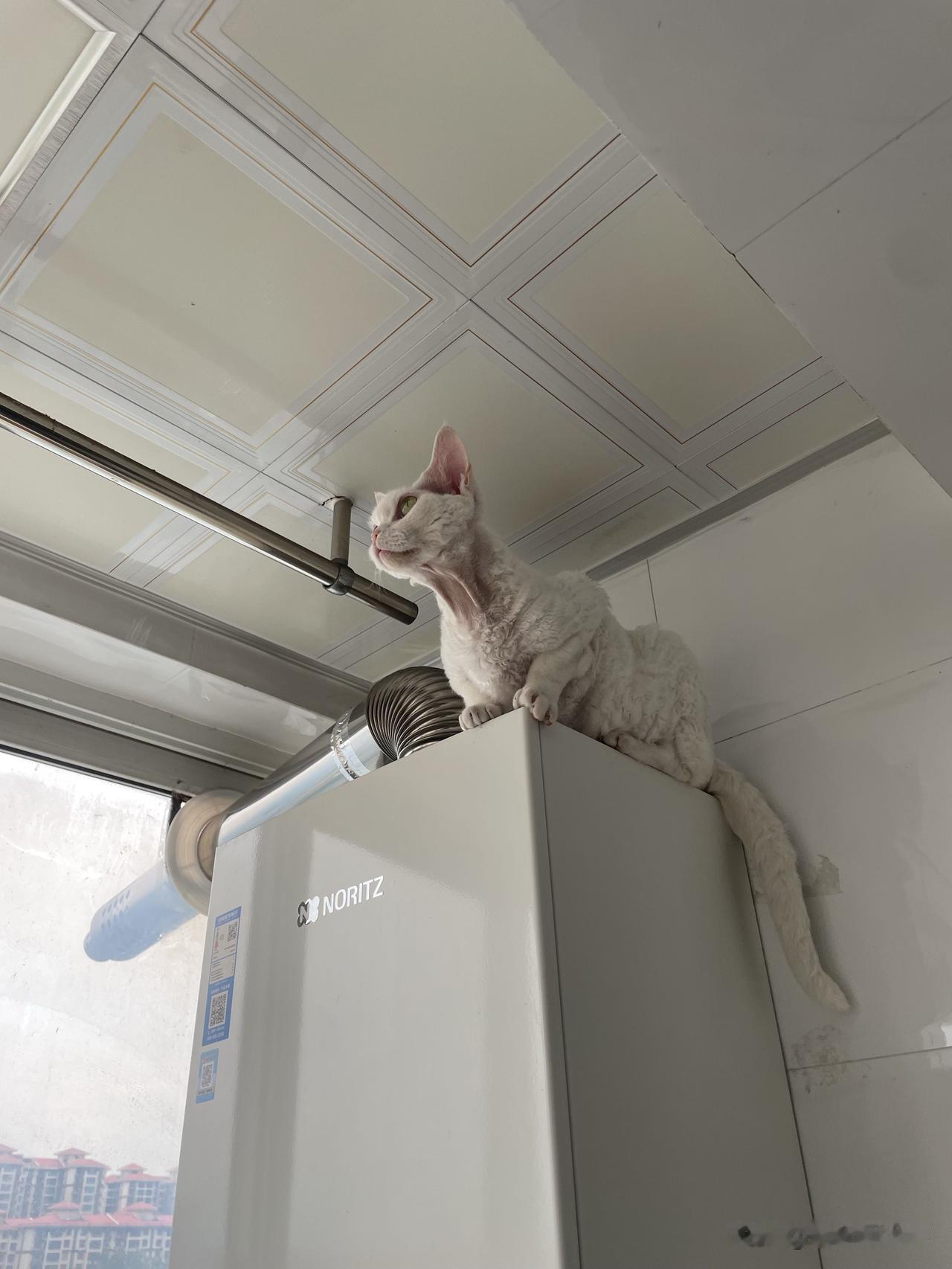 我家小猫咪不睡觉的时候，就在爬高上低，看看，这又爬到最高处了。