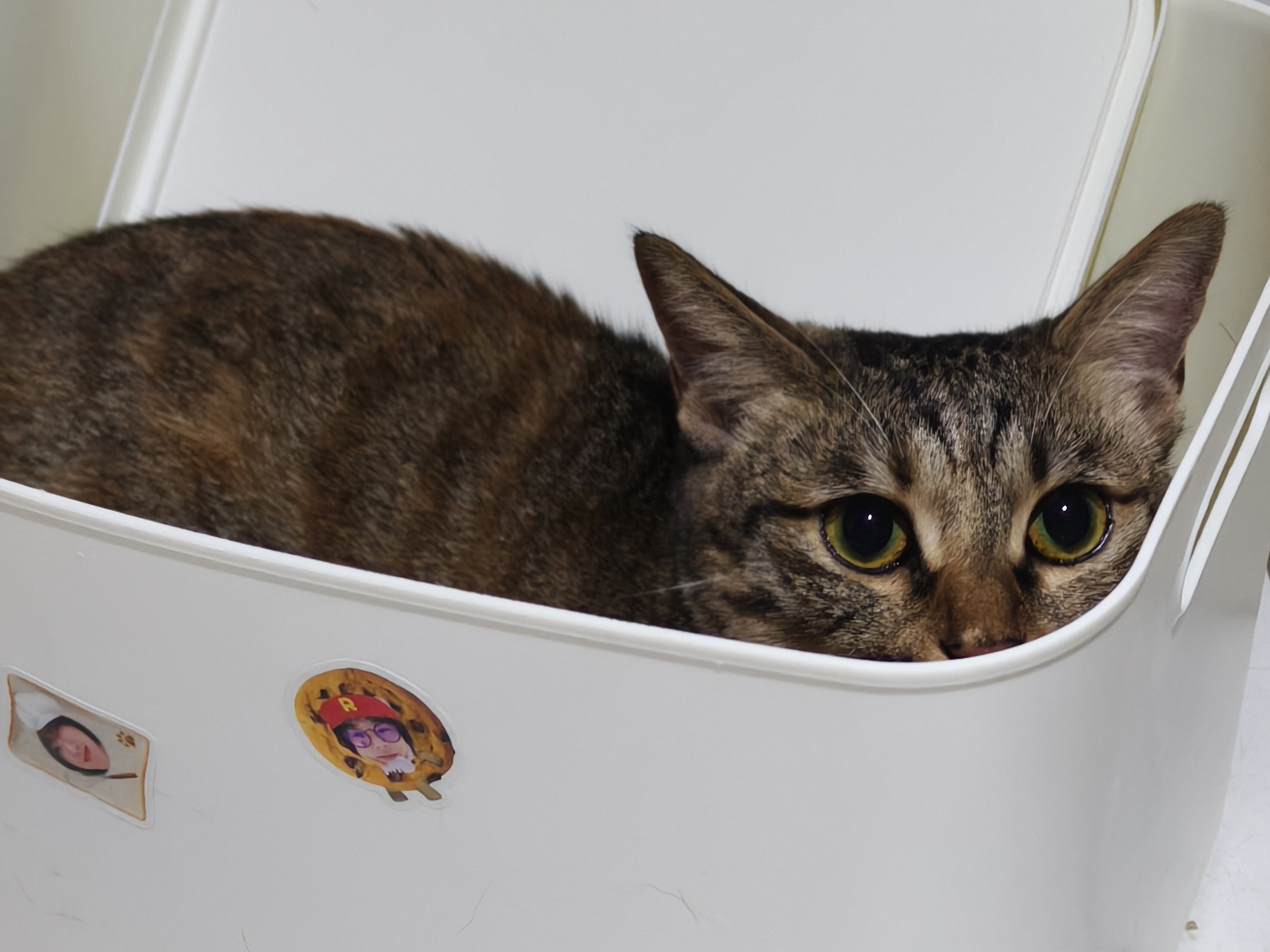 一盒猫 
