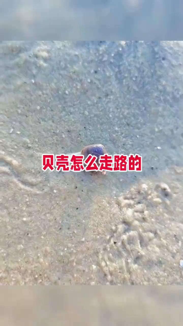 贝壳怎么走路的？