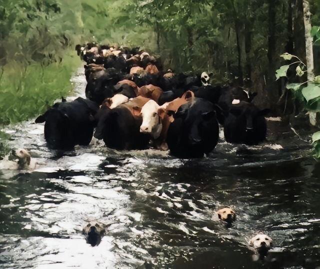 这四条狗，配享太庙！洪水淹没整个村落，上百头牛被困，凭人力根本没法转移，而就在大