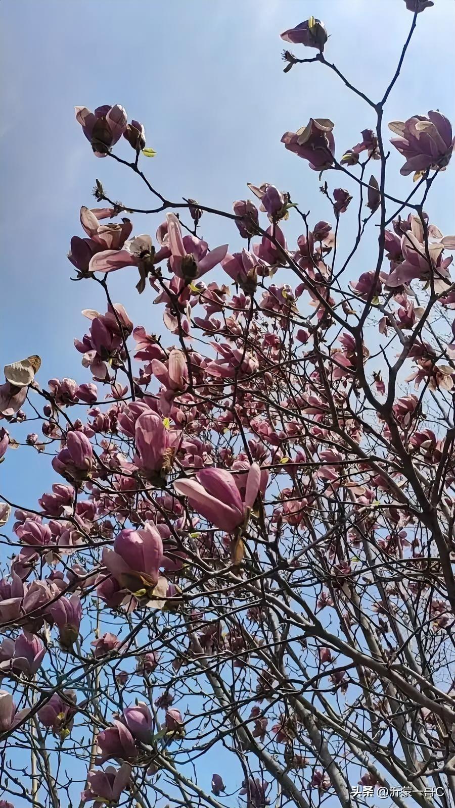 今天出发高庄去我朋友家，高庄修路的，害的我多转了二十里路，看到朋友家的玉兰花开了
