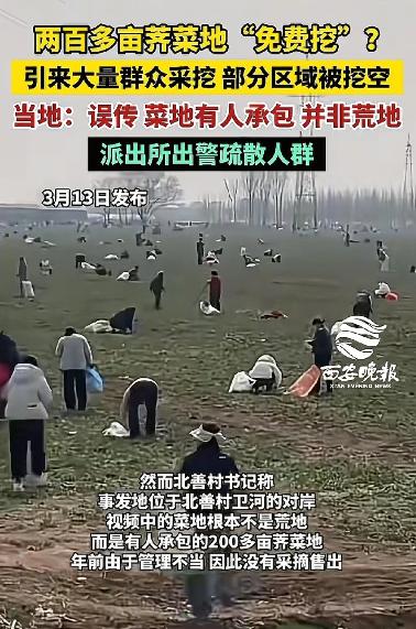太嚣张！河南安阳，女子发现200亩荠菜，她不问主人，也不管地界，当场动手狂挖，还