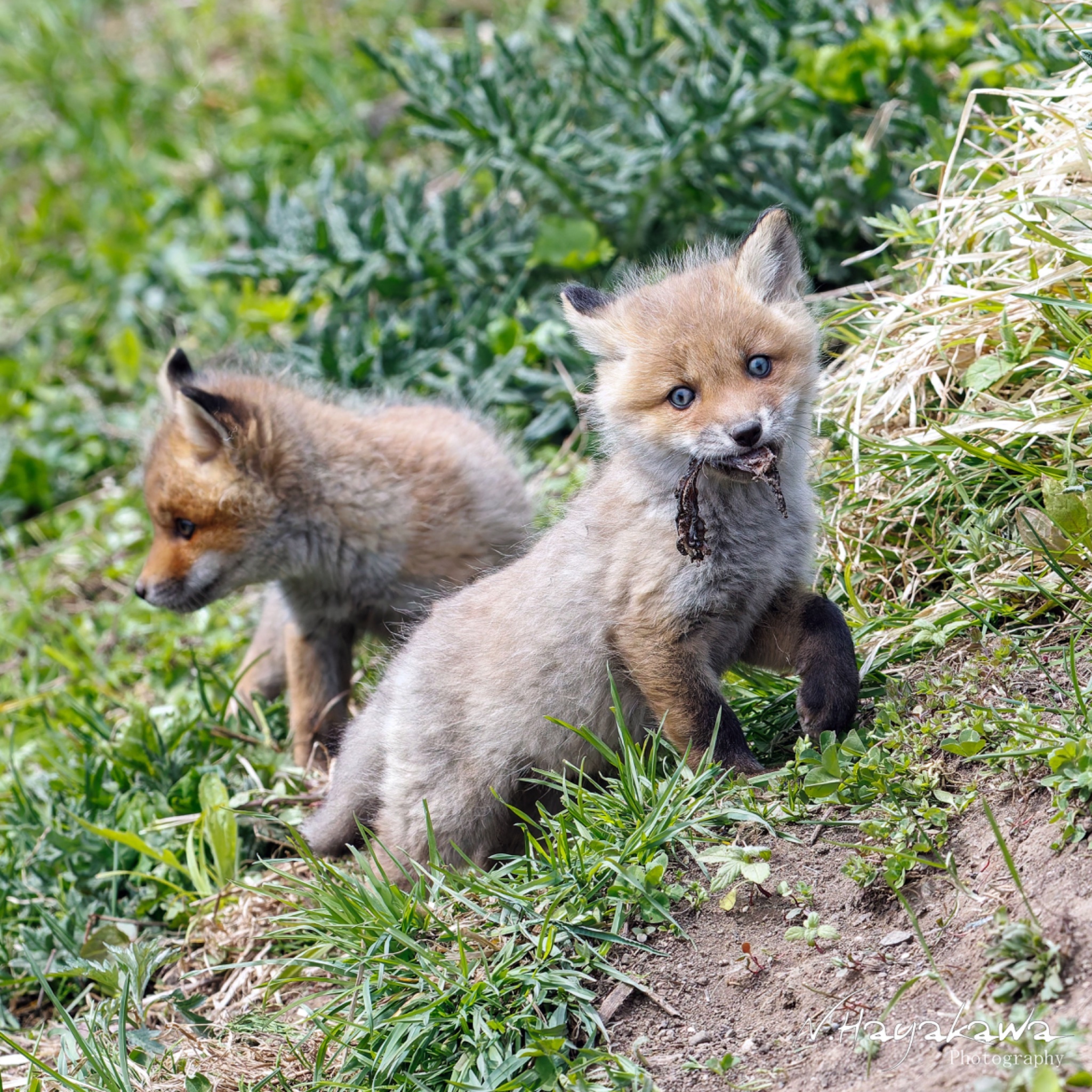 狐狸 小狐狸上哪里找到的海带呢©️hayakawa0622 