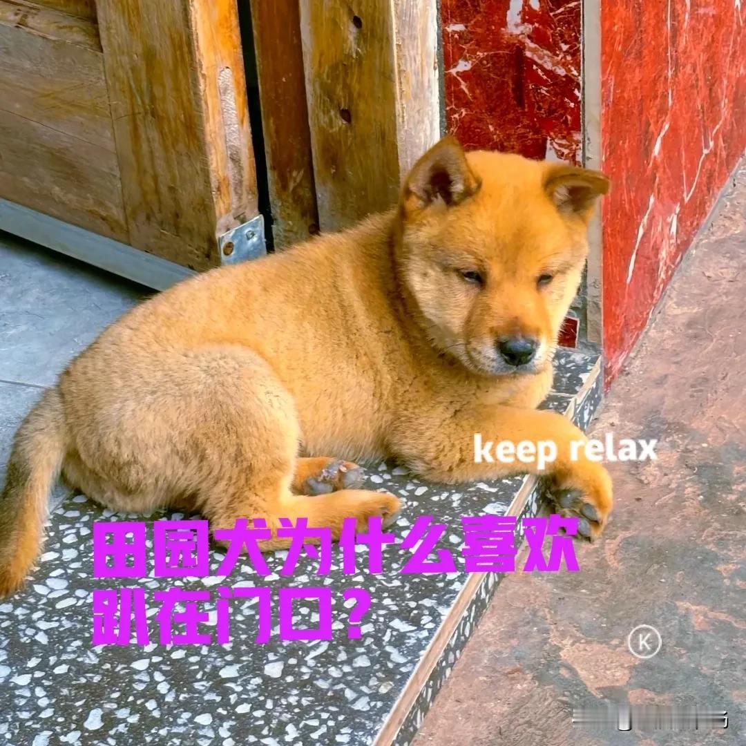 在网上买了一只中华田园犬，小狗是从广西快递到成都的，一千多公里的路程整整花了三天