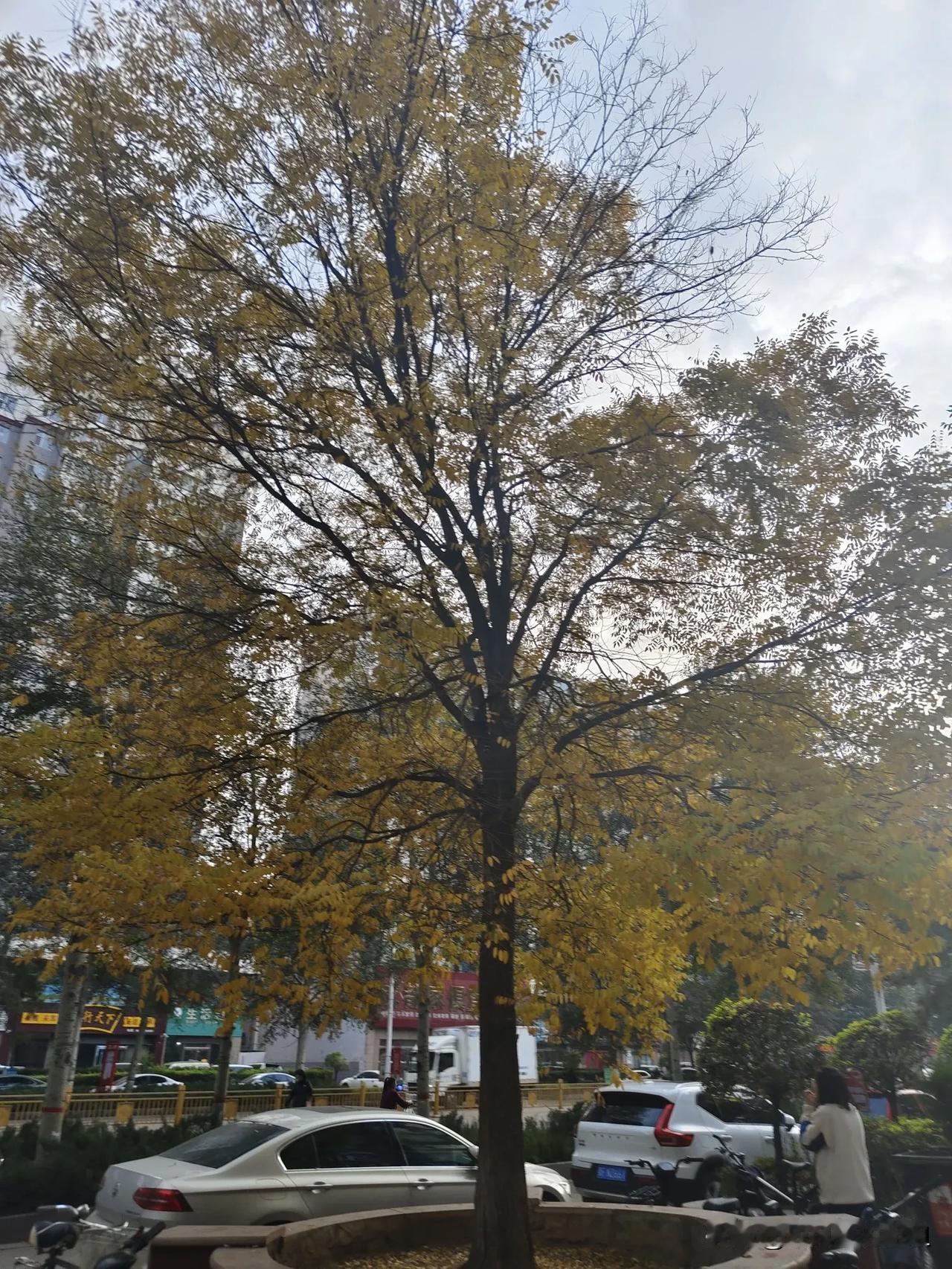 沉浓霜降晚秋尽，瑟瑟清风早冬来，山西的秋，也晴也阴捉摸不定。

不到五点，外面沙