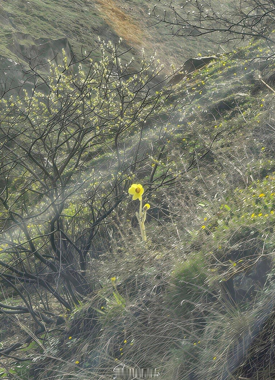 全缘叶绿绒蒿盛开，宣告川西花季到来了 阿坝·巴朗山