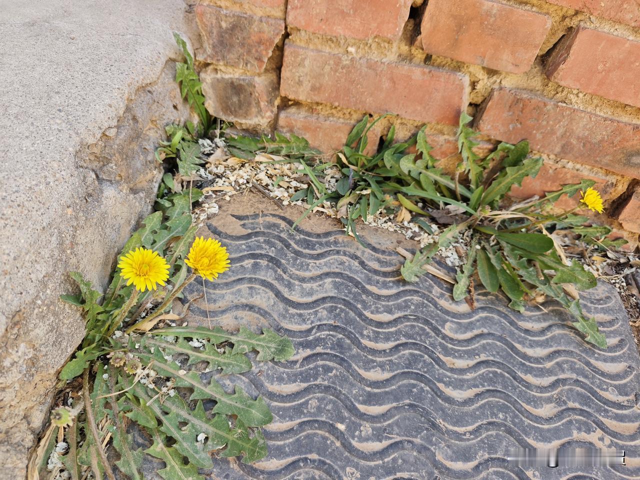 挖蒲公英，不必东奔西走，自家院子里就有。
这东西生命力堪称顽强，平地里它不长，专