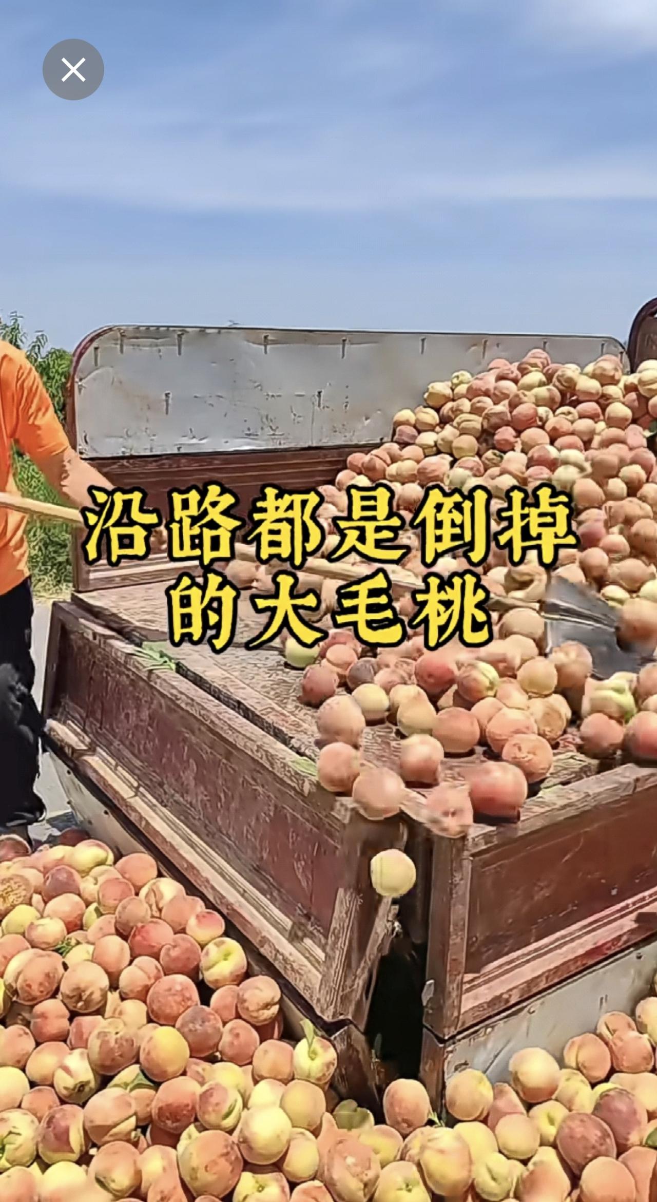 沿路都是倒掉的大毛桃[流泪][流泪][流泪]