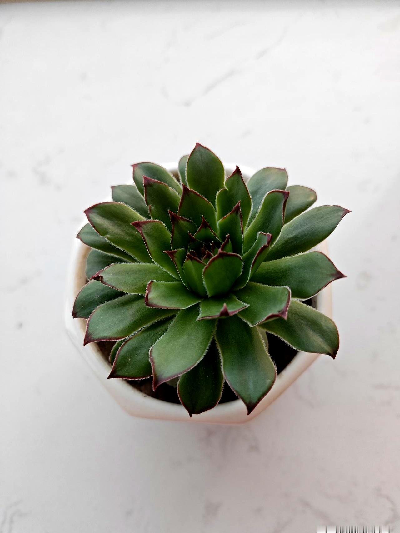 看完这篇，背后真是一阵发凉。
家里那尊“西太后”快80了，居然差点顺藤摸瓜摸到女