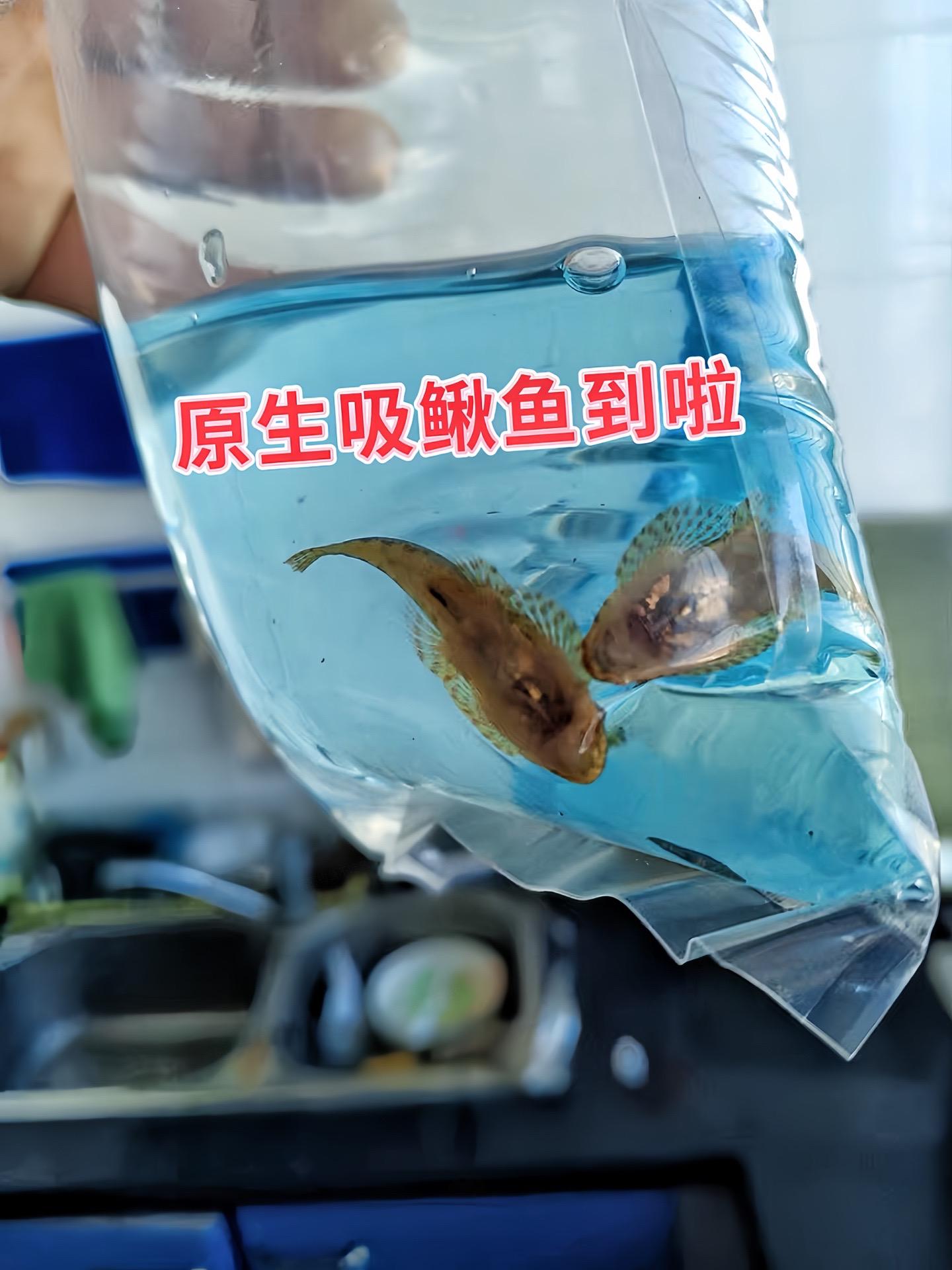 清洁大师，缸壁焕新。它们是清洁卫士，凭借特殊口器，紧贴缸壁，勤恳吸食藻...