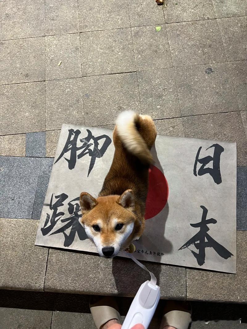 日本自己的脖子被套上了链子，
另一头绳子被东大牵着。
东大想紧就紧点，想松就送点