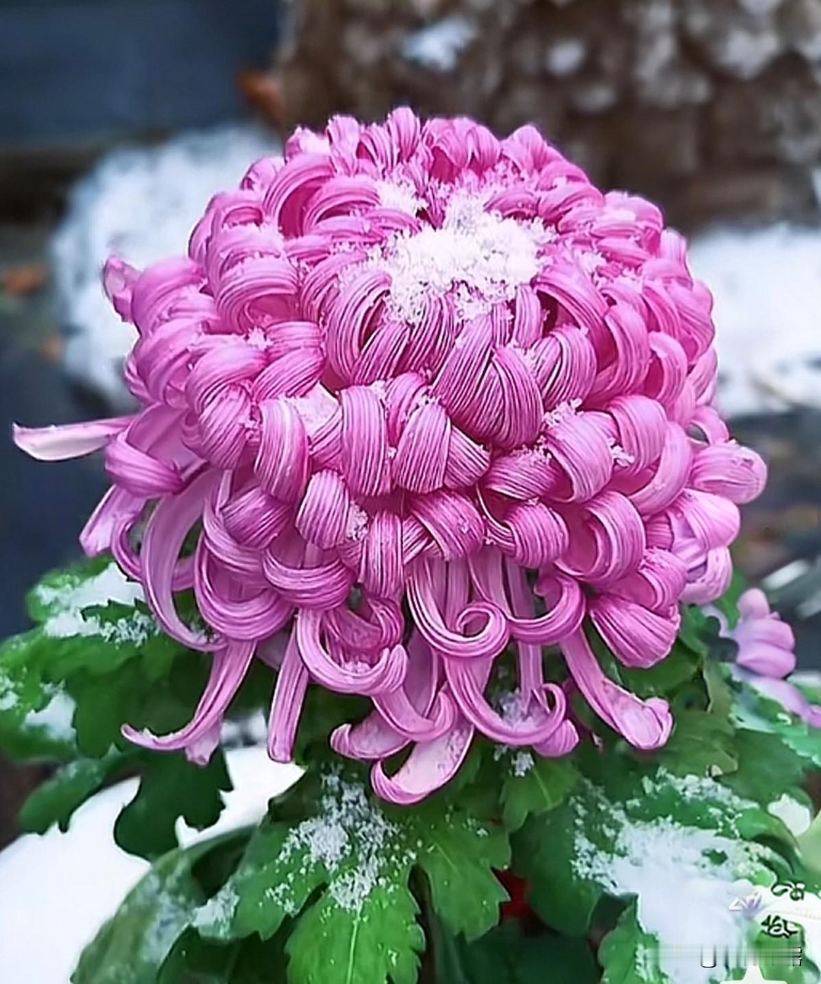 菊花是中国十大名花之一，菊花品种繁多，色彩缤纷，花型各异，千姿百态，各有特色，有