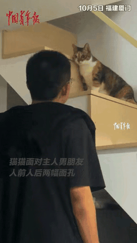 近日，厦门一只花斑猫成“网红”。女孩带男友回家，它对着男孩卖萌撒娇，让男孩以为自