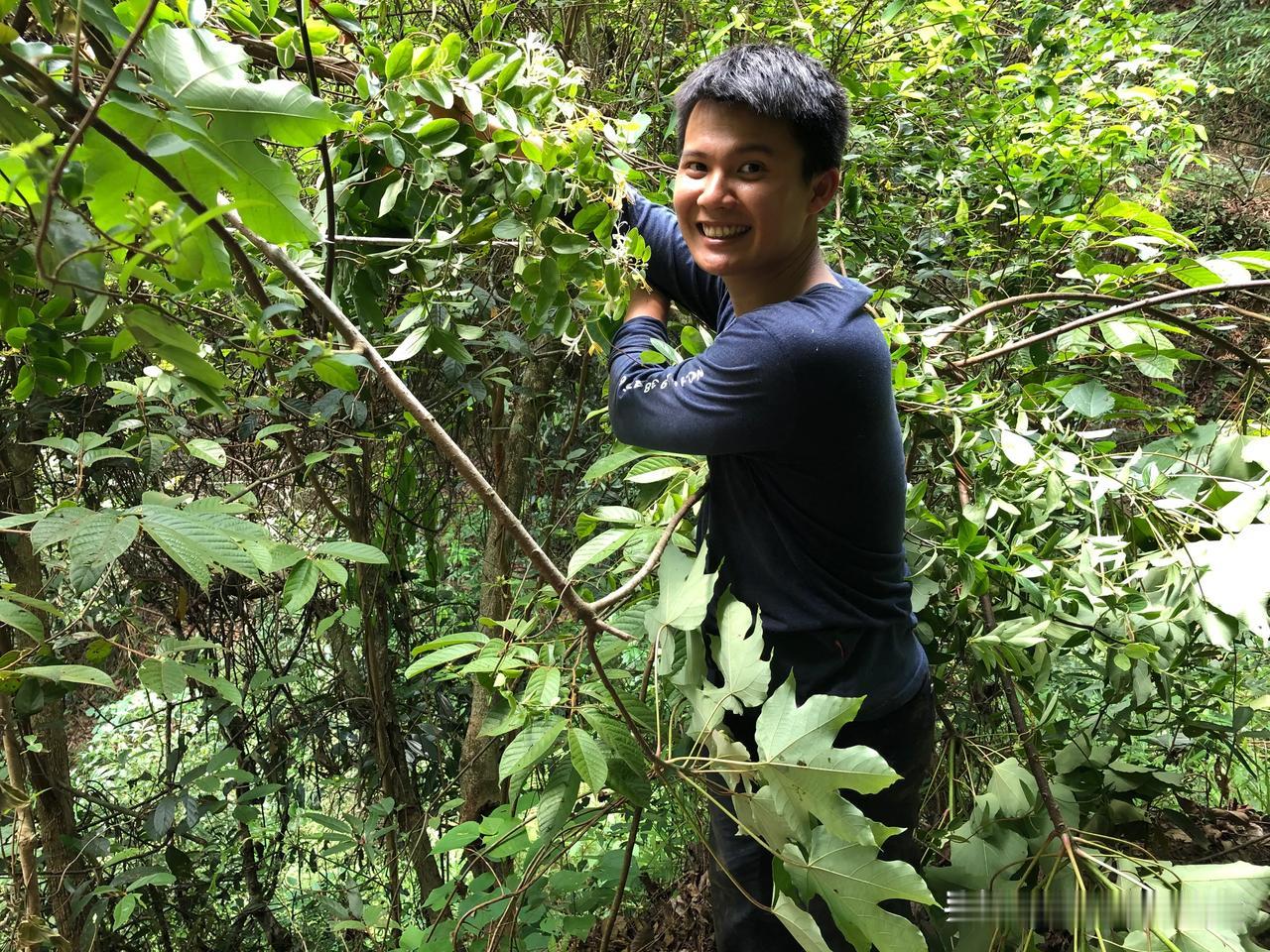  炎炎夏日，怎么少得了清热去火的凉茶？屋背山上的野生金银花正开得灿烂，清香扑鼻！