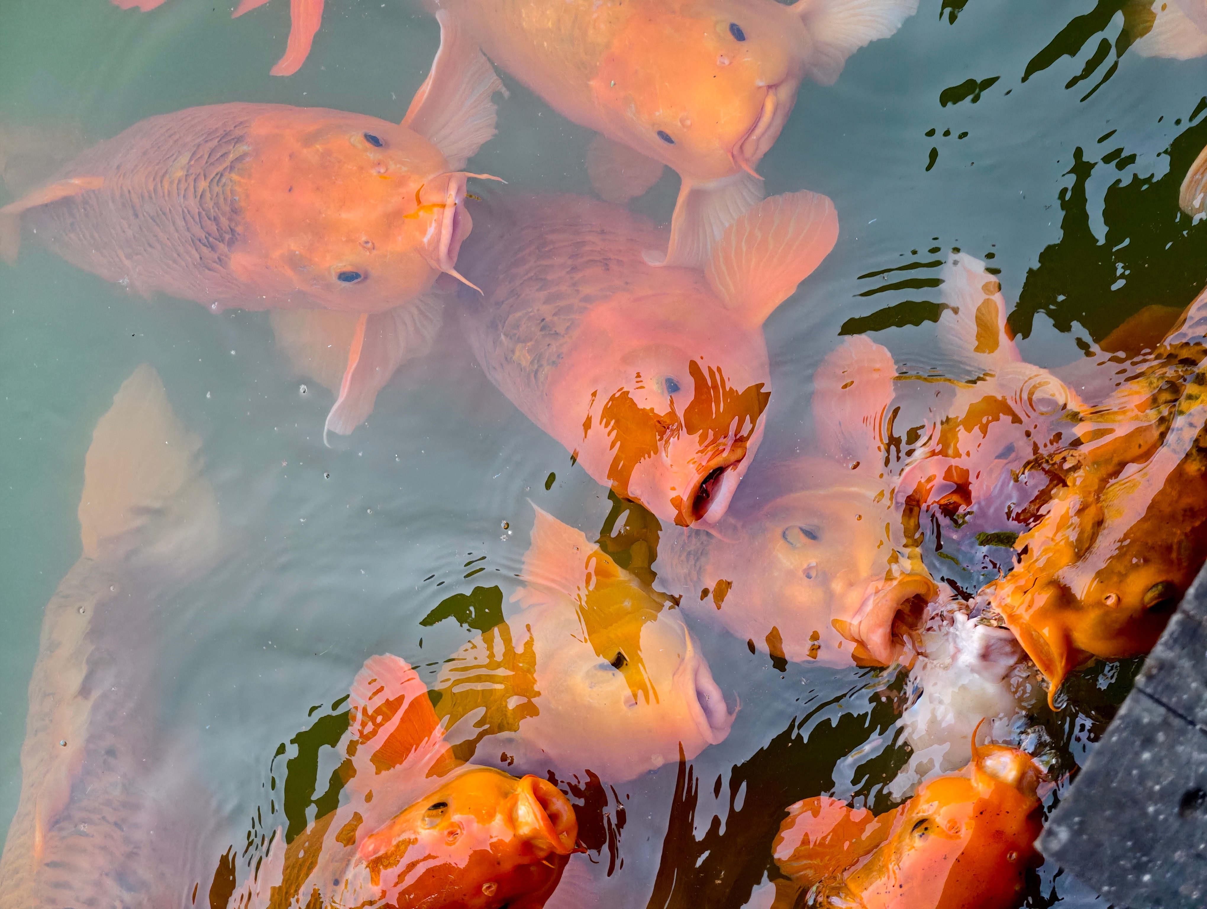转发好运锦鲤，开启幸运五月愿见者皆幸运，心想事成，好运连连！🔥小卢篮球世界逛吃