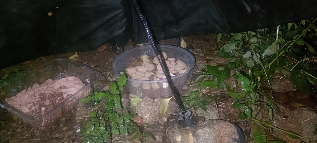 傍晚开始下雨，垃圾站只看到一只奶牛猫，我把猫粮放在伞下面，流浪猫自会来干饭。
