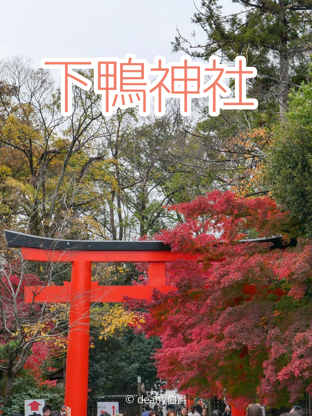 先出发再说 | 京都红叶🍁下鸭神社&河合神社