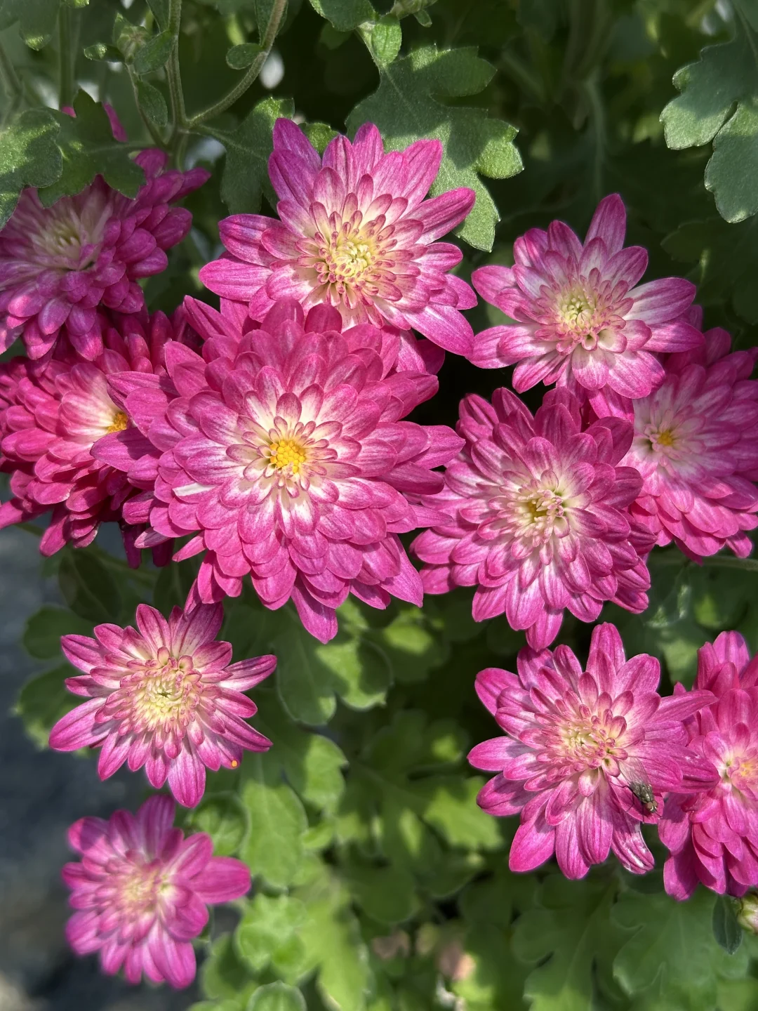 菊花