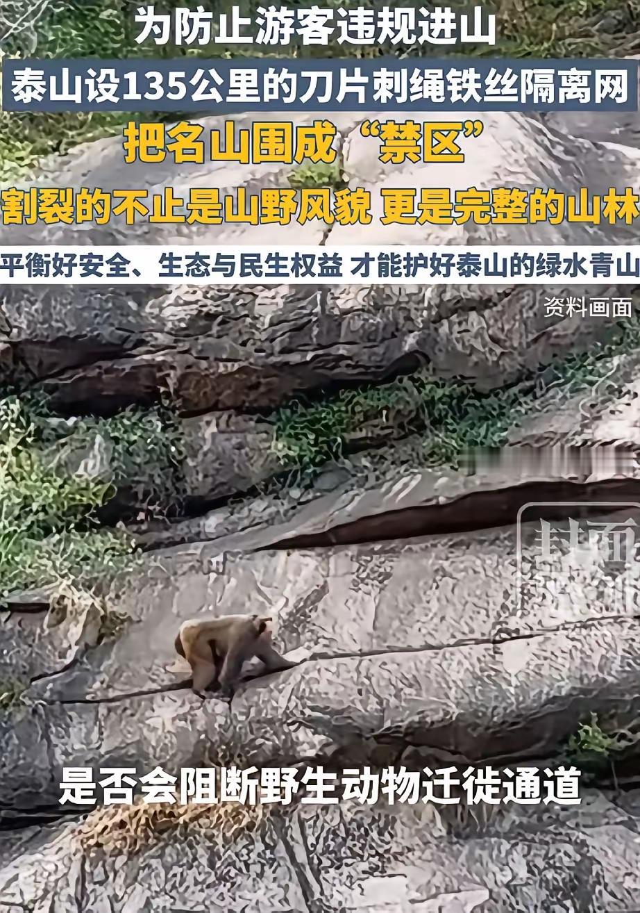 实在让人意外，

上百公里刀片刺网把泰山整体围挡起来，管理方说是为了山林防火和虫