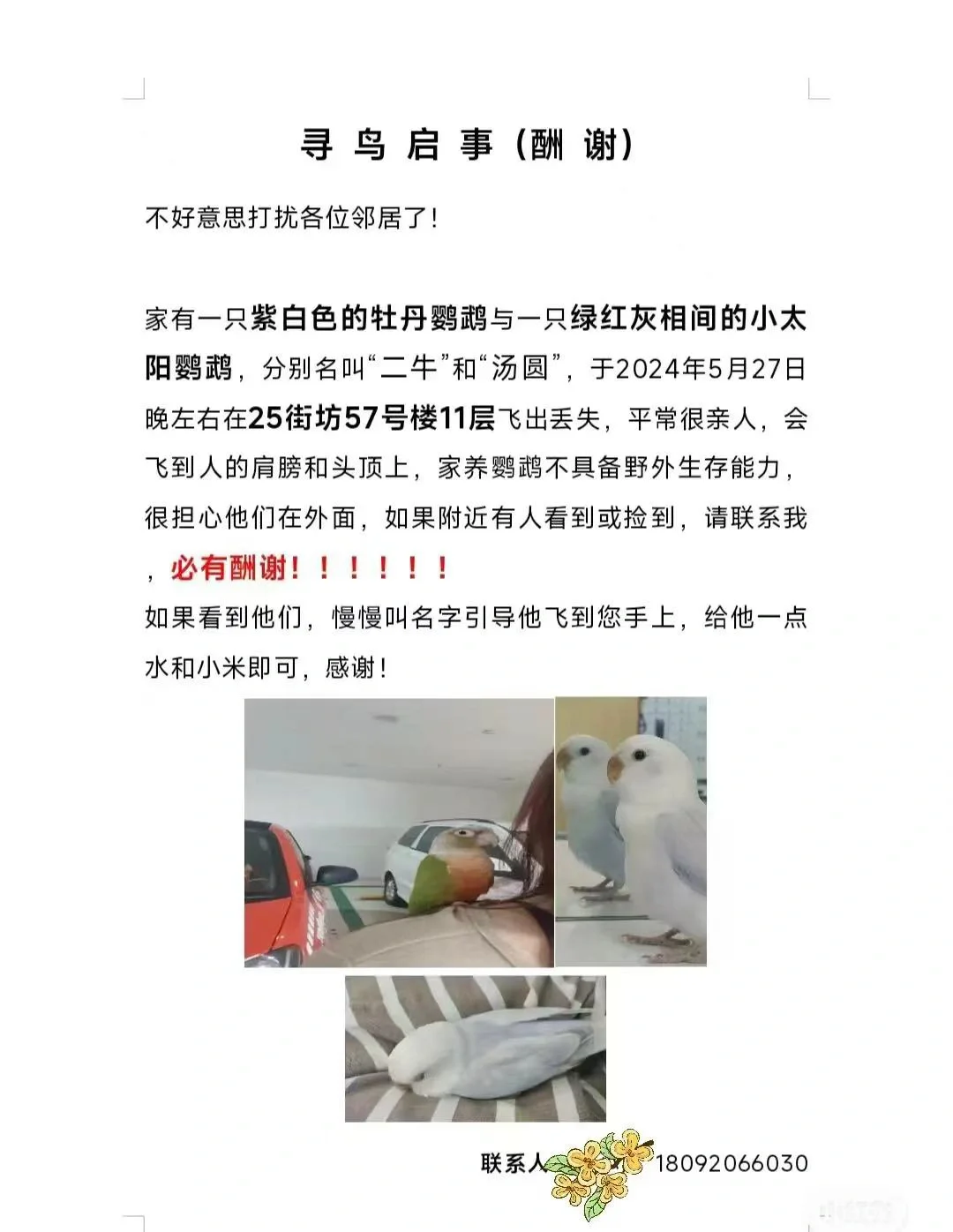 寻鸟启事（有酬谢！！）