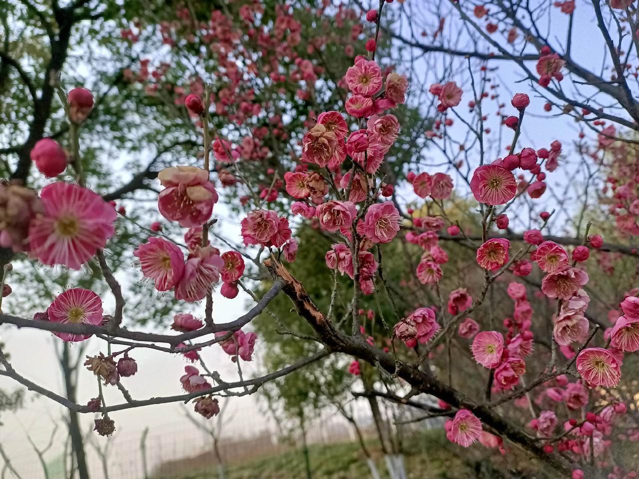 初春时节春梅陆续盛开