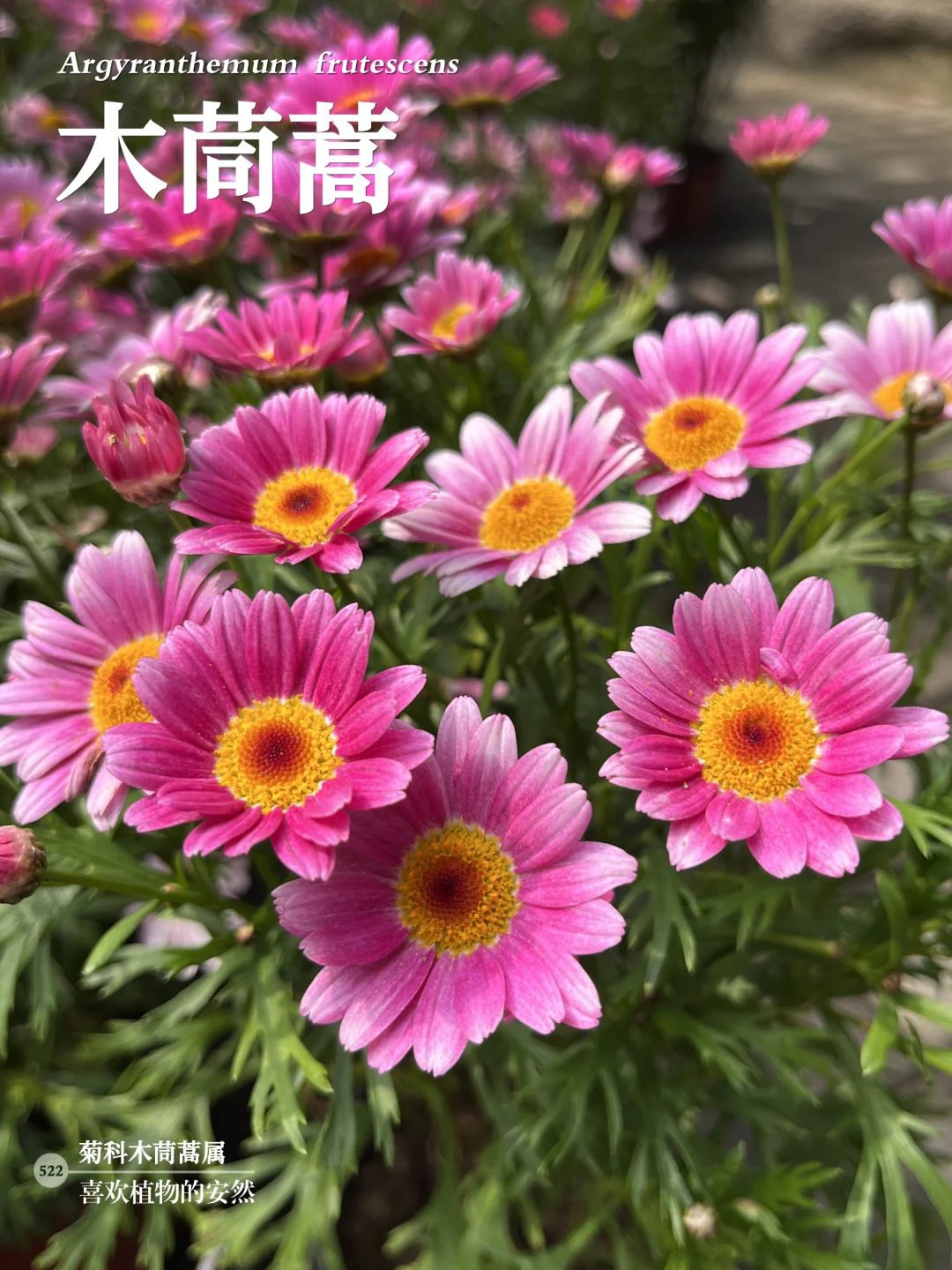 福州植物打标522｜木茼蒿