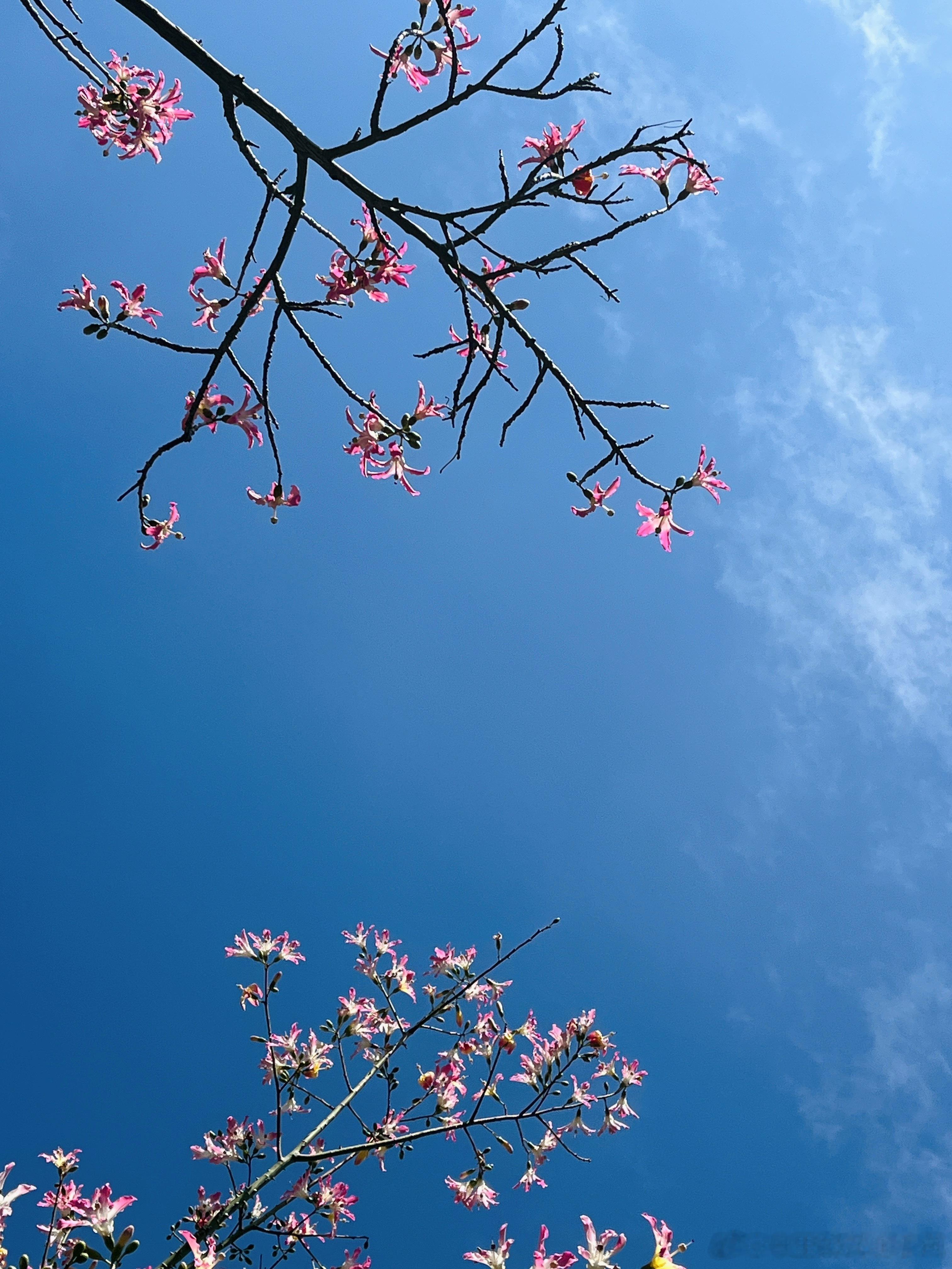 万物只向深情的人呈现出丰富的细节用心活在自己的世界里开心享受当下每一寸阳光蓝天是