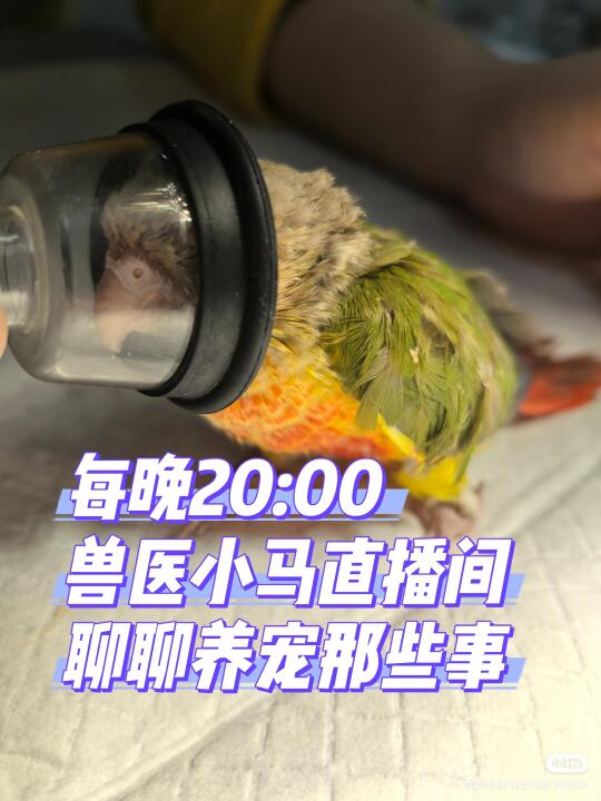 免费问诊🐶🐱🐰🐹🦎🦜🐸🐢