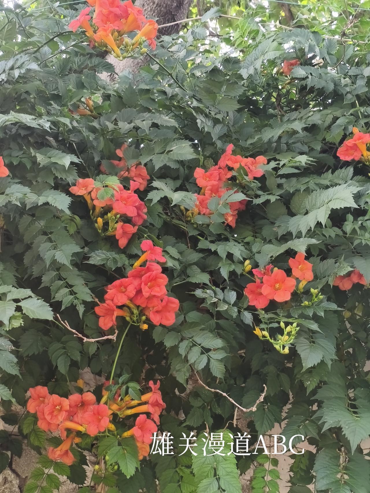 下面的图片有蔷薇花，百合花，板栗花，月季花，等等！
