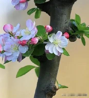 《西江月·人生慢旅》
 
岁月如车缓驶，
身躯似器勤修。
轻驰万里少烦忧，
且把