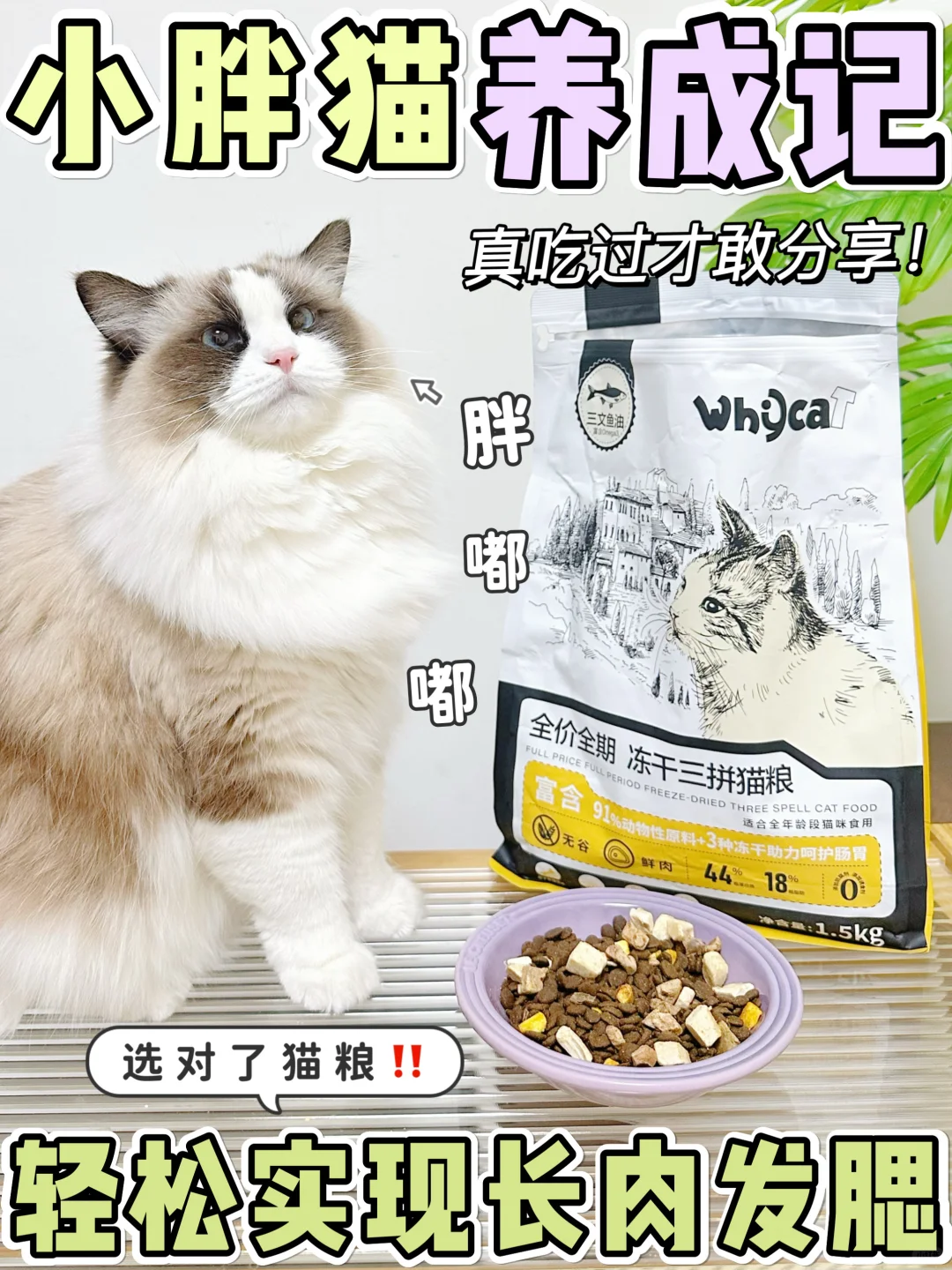 新年给猫咪囤粮！长肉猫粮就选whycat~