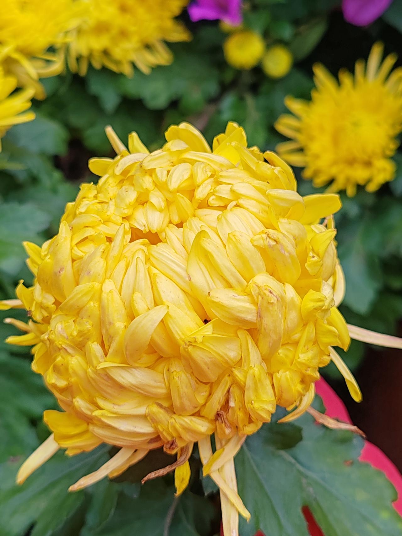 菊花盛开秋风冷，
落叶凋零冬雪寒。